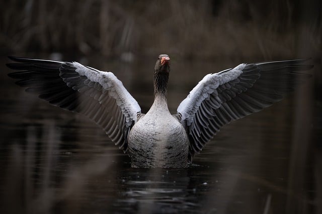 Free Greylag Goose Goose photo and picture