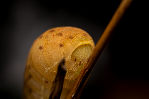 Free Larva Macro photo and picture