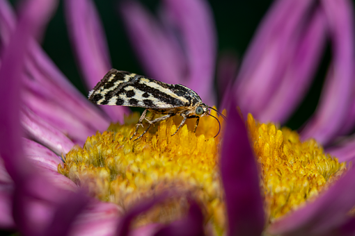 Free Butterfly Macro photo and picture