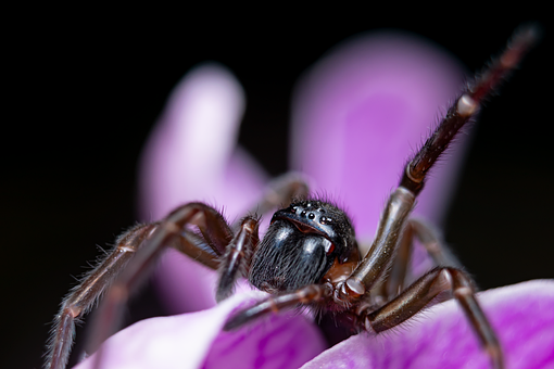 Free Spider Macro photo and picture