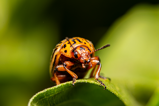 Free Ladybug Leaves photo and picture