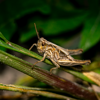 Free Grasshopper Nature illustration and picture