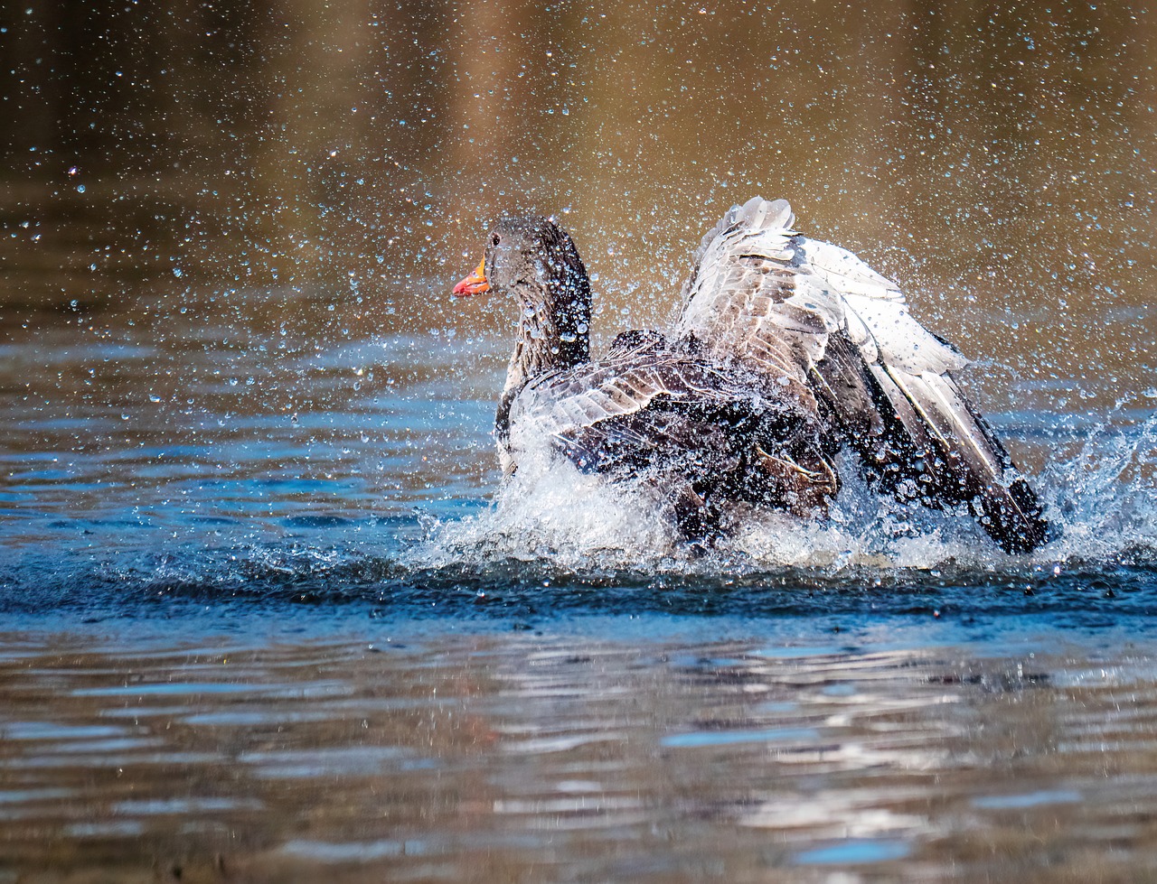 Goose Nature Bird - Free photo on Pixabay