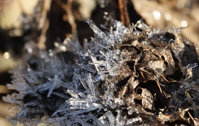 Free Frost Winter photo and picture