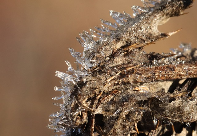 Free Frost Winter photo and picture