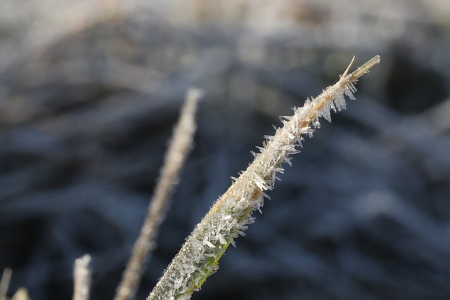 Free Frost Winter photo and picture