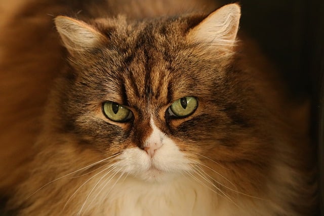 animal, mammal, cat, fauna, nature, cat eyes, detail, portrait, animal portrait, pet, eyes