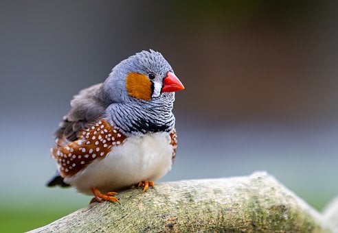 Pinzón Cebra Australiano, Pico Rojo