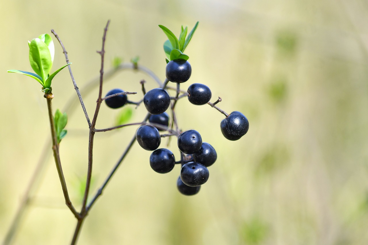 bay, privet, plants, fruit, black, macro, nature, rod, sheets, green
