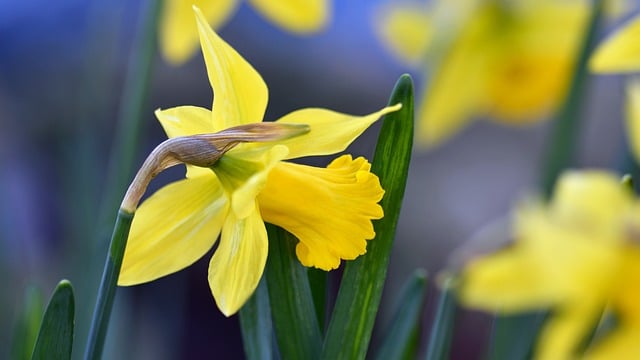 Free Daffodil Flower photo and picture