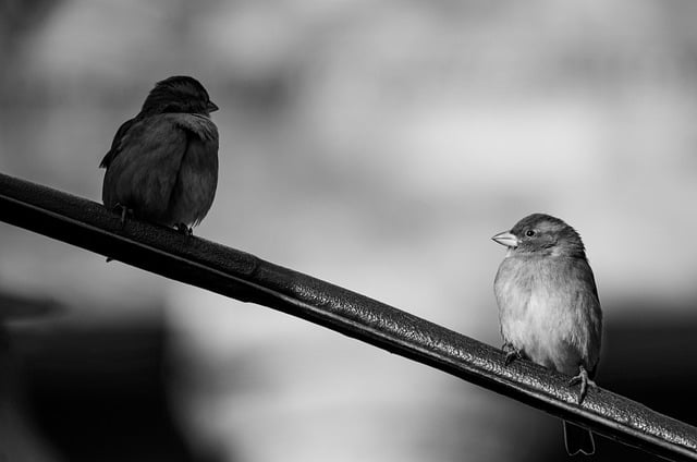 Free Sparrows Birds photo and picture