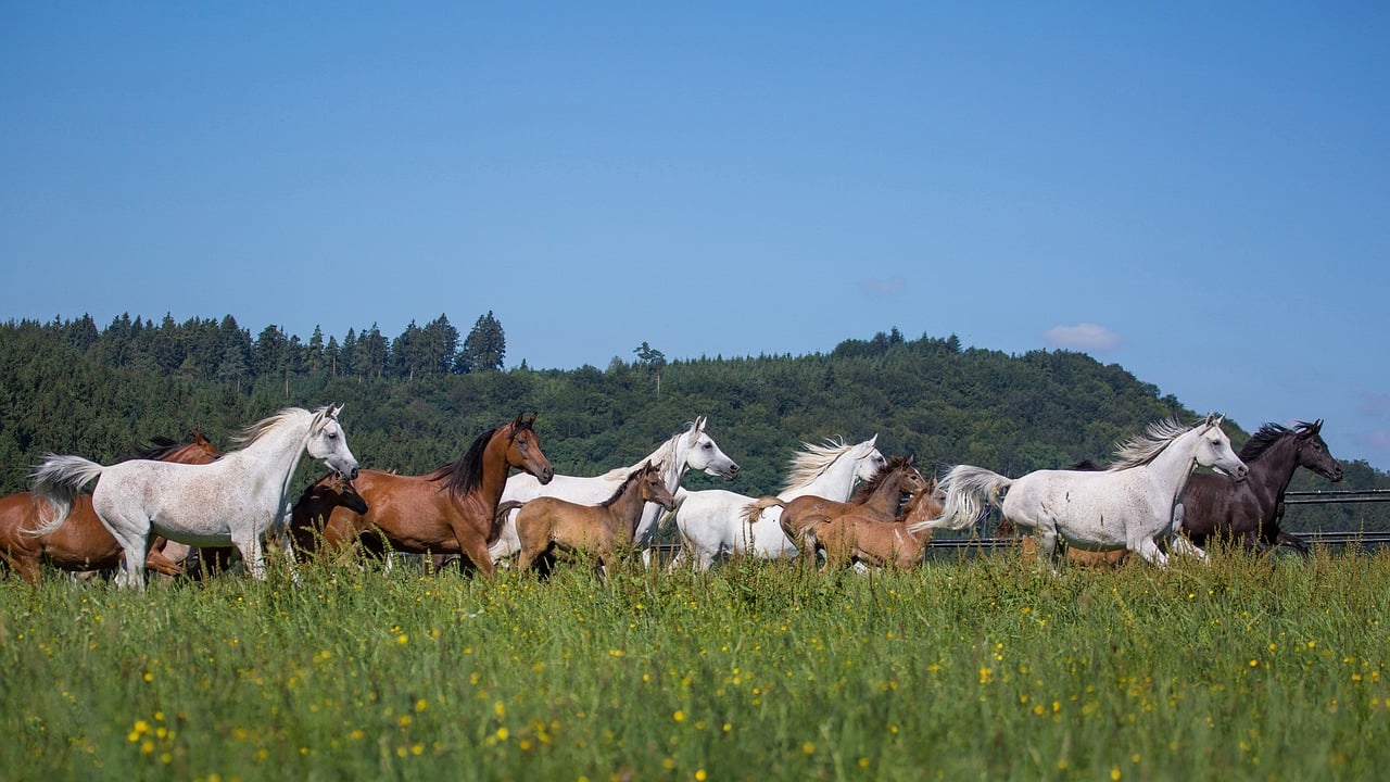 Thoroughbred Arabian - free online jigsaw puzzle photo