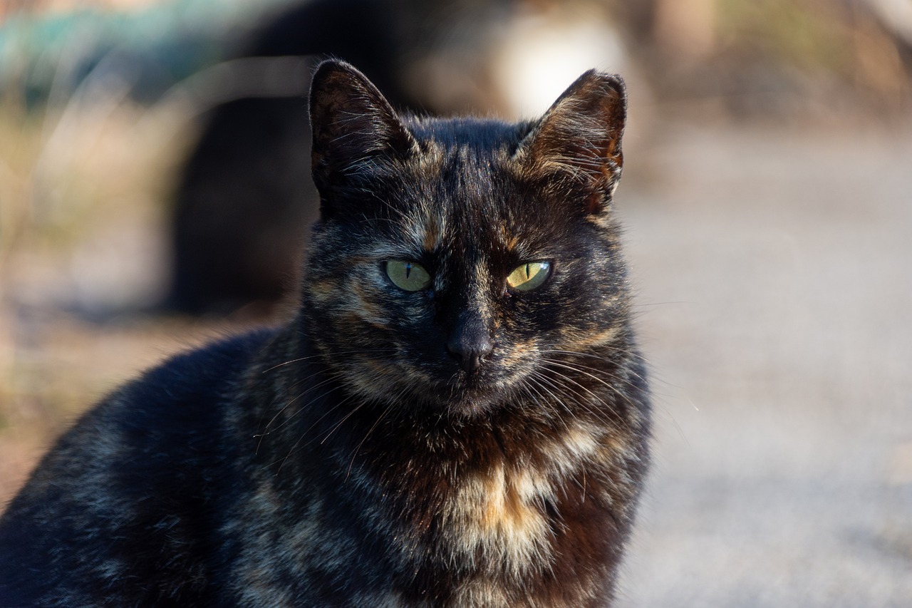 20,000+ Free Tortoiseshell Cats & Cat Images - Pixabay