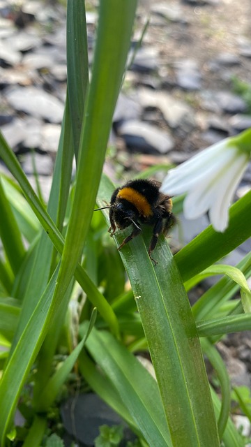 Free Bumblebee Insect photo and picture