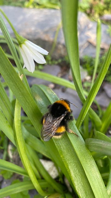 Free Bumblebee Insect photo and picture