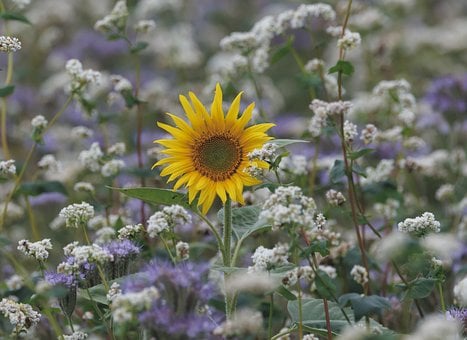 Girasol, Naturaleza, Bloom, Flor