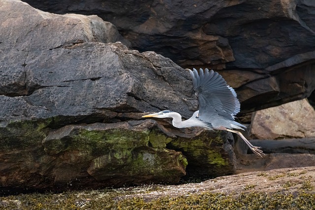 Free Heron Great Blue Heron photo and picture