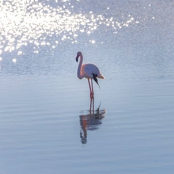 Free Flamingo Nature photo and picture