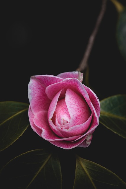 Flor, Flora, Pétalas, Fechar-Se, Plantar