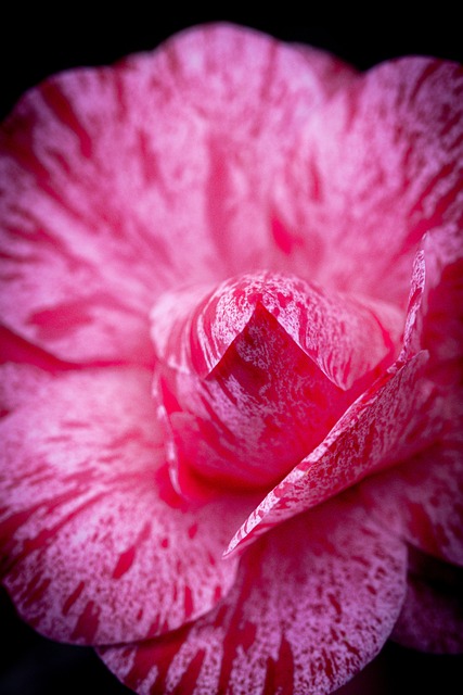 Flor, Natureza, Primavera, Plantar