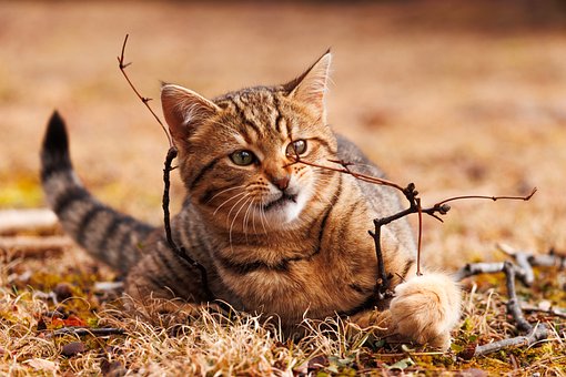 Katze, Tier, Katzen, Natur, Tabby