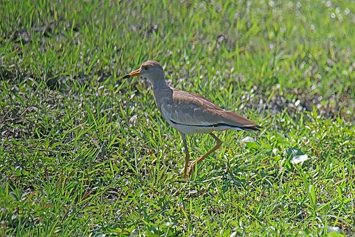 Free Bird Meadow photo and picture