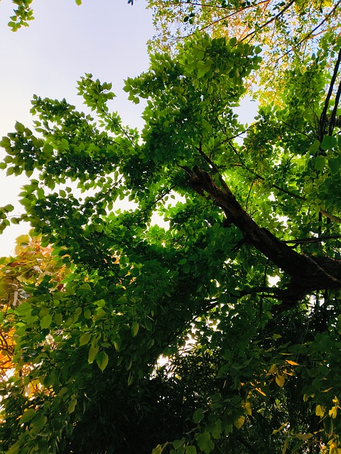 Free Green Nature photo and picture