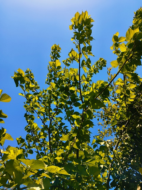 Free Green Nature photo and picture