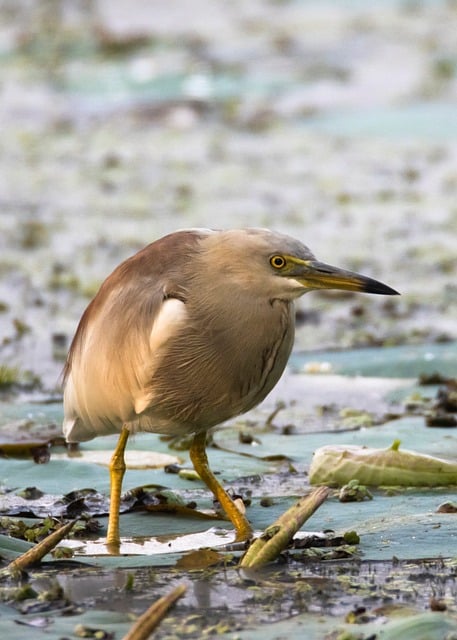 Free Heron Nature photo and picture