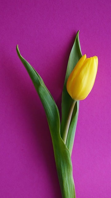 Frauentag, Tulpe, Gelb, Pink, Poster