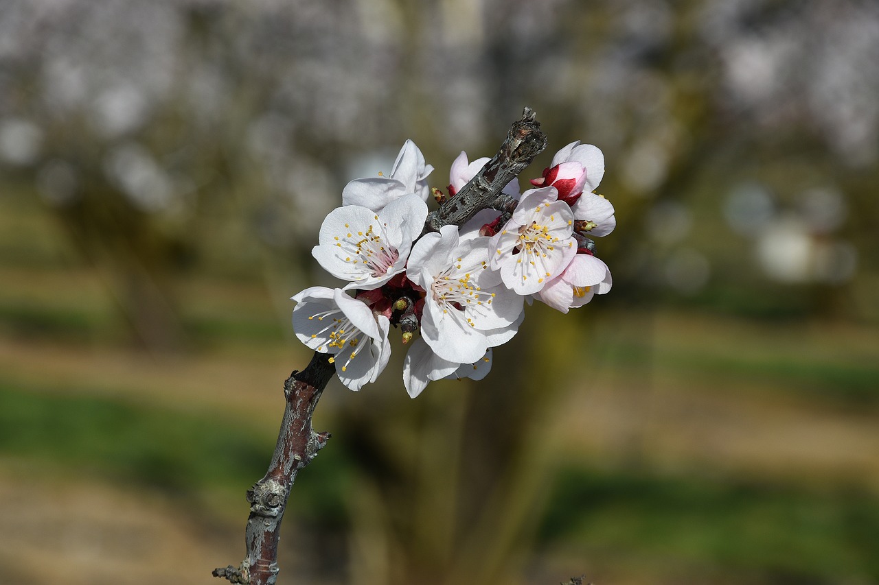 Flowers Spring Apricot Tree Fruit - Free photo on Pixabay