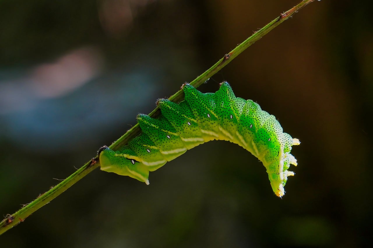 Caterpillar - free online jigsaw puzzle photo