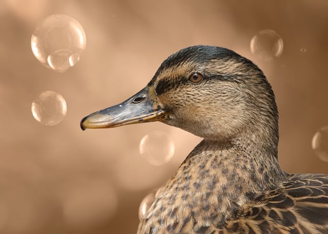 Duck, wild duck, bird and free background — photo by erwinbosman
