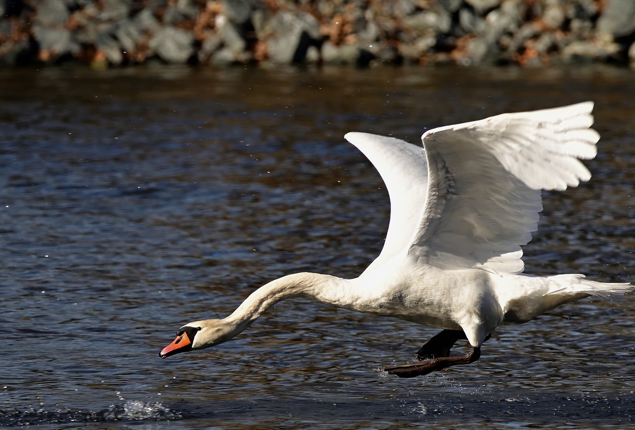 Swan Water Bird Flight Free Photo On Pixabay Swan Water Bird Flight Free Photo On Pixabay
