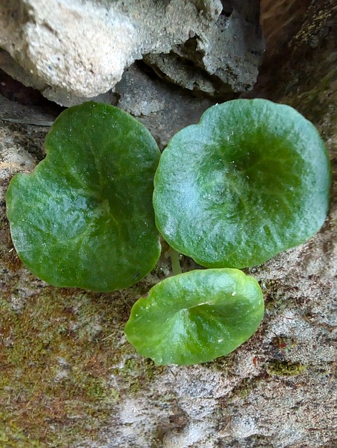 Free Nature Green photo and picture