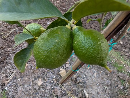 Free Lime Tree photo and picture