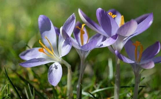Free Crocus Nature photo and picture
