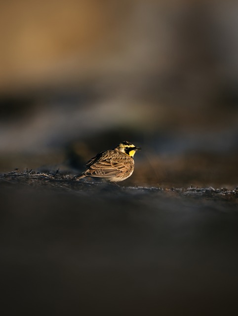 Gehörnte Lerche, Natur, Vogel, Lerche