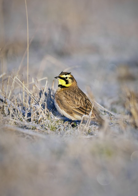 Gehörnte Lerche, Natur, Vogel, Lerche