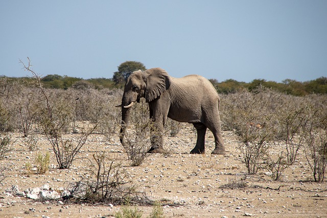 Elefant, Afrika, Natur, Dyreliv, Safari
