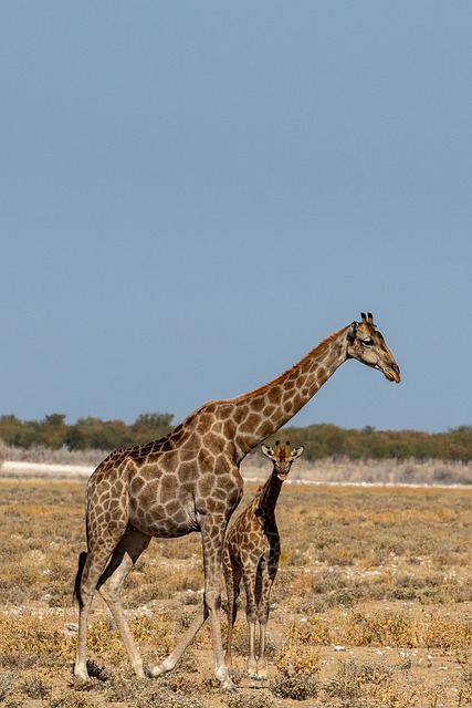Giraf, Namibia, Etosha, Natur, Safari