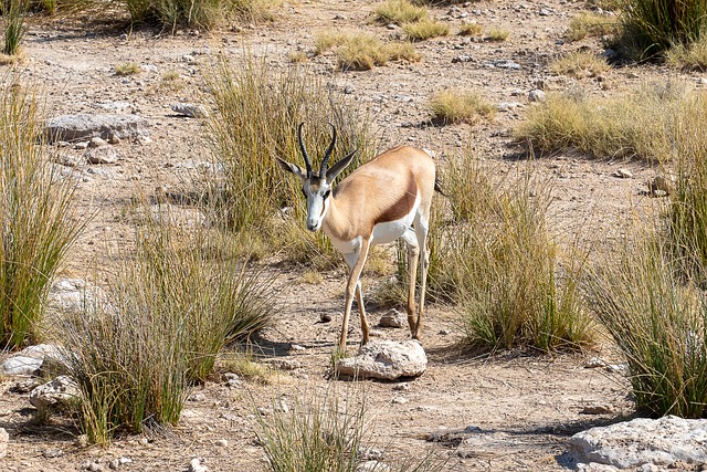Namibia, Antilope, Natur, Afrika, Safari