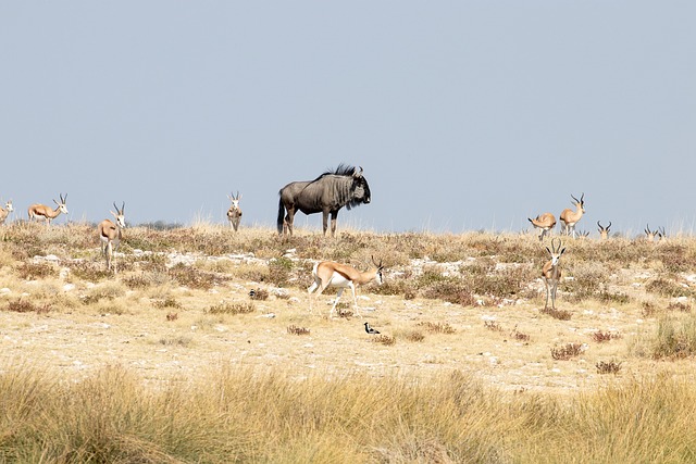 Namibia, Afrika, Gnuer, Safari, Natur