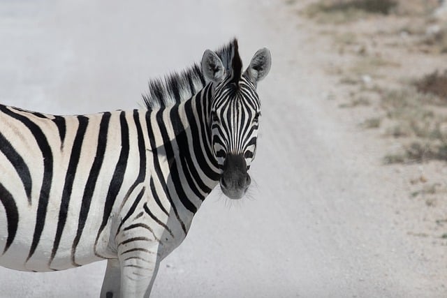 Zebra, Natur, Afrika, Dyreliv, Dyr