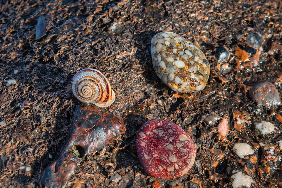 Sea Shell Rocks Sea Shell Rock - Free photo on Pixabay