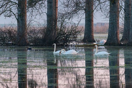 Labuť, Pták, Příroda, Fauna, Vodní Ptáci