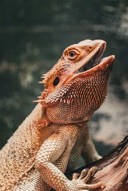 Free Bearded Dragon Reptile photo and picture
