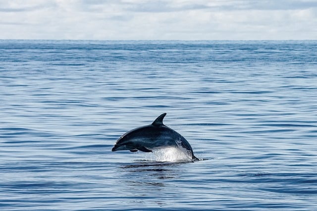 dolphin, madeira, leap, fin, sea, nature, mammal