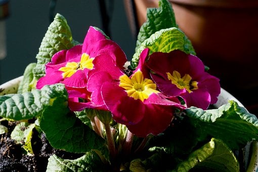 Free Spring Nature photo and picture