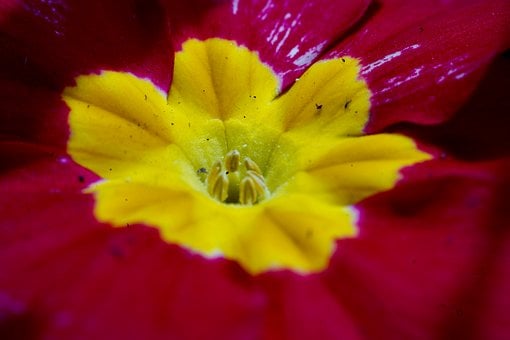 Free Spring Nature photo and picture